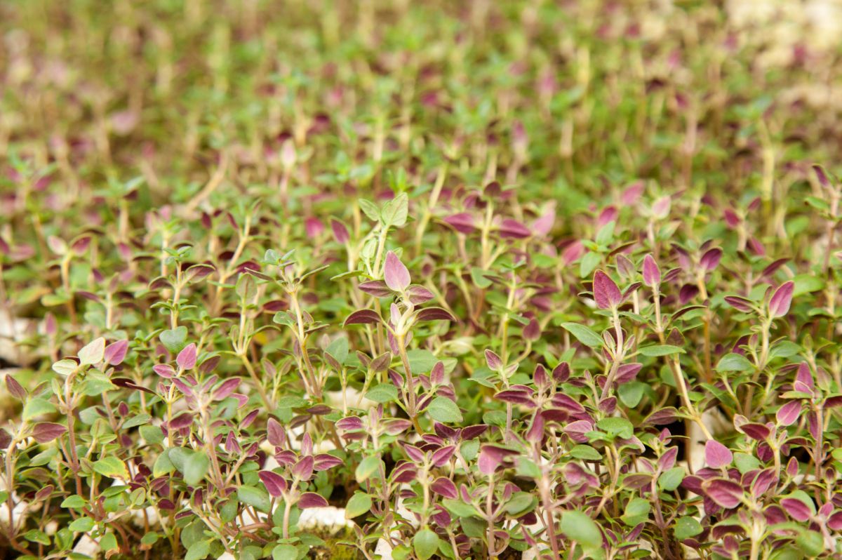 A carpet of thyme seedlings.
