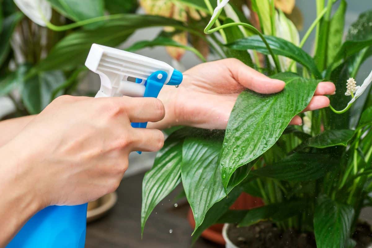 Home gardener spraying her house plants for insects before moving plants inside