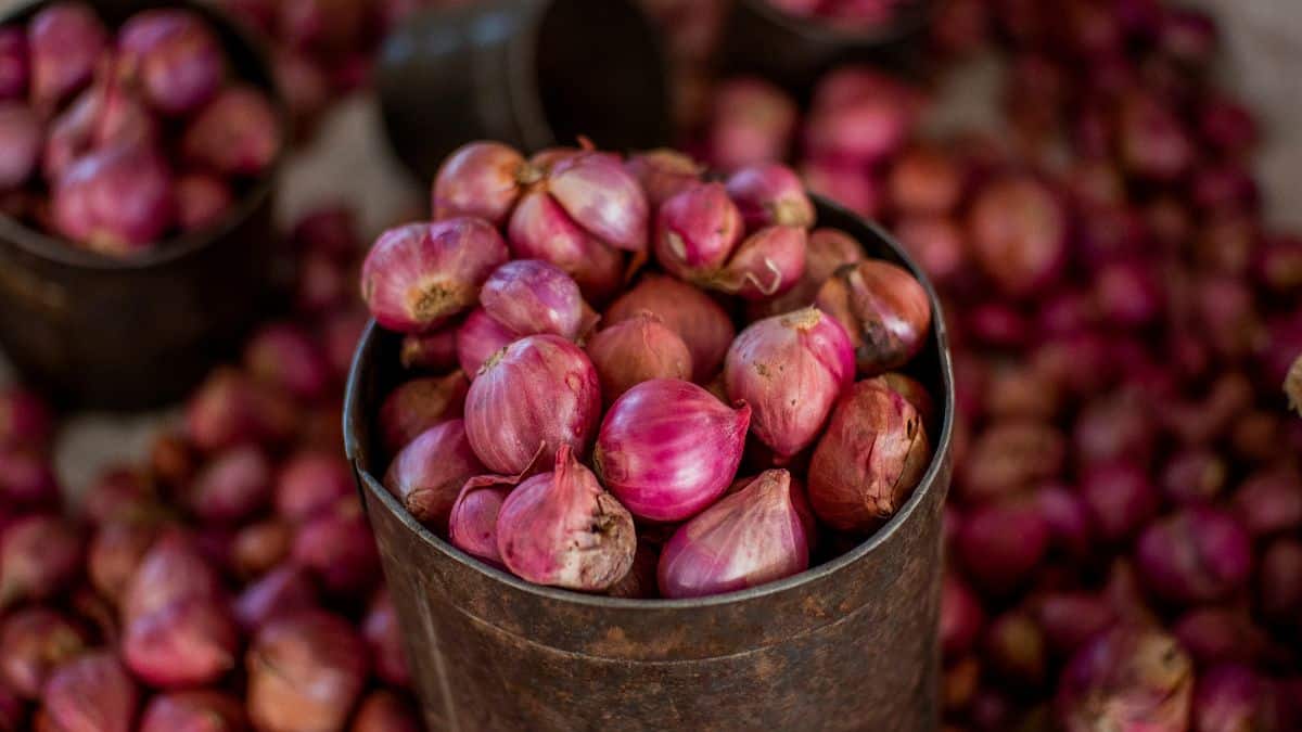 Sets of shallot bulbs for planting