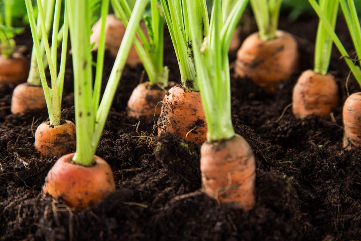 Carrots planted with tomatoes help reduce soil compaction