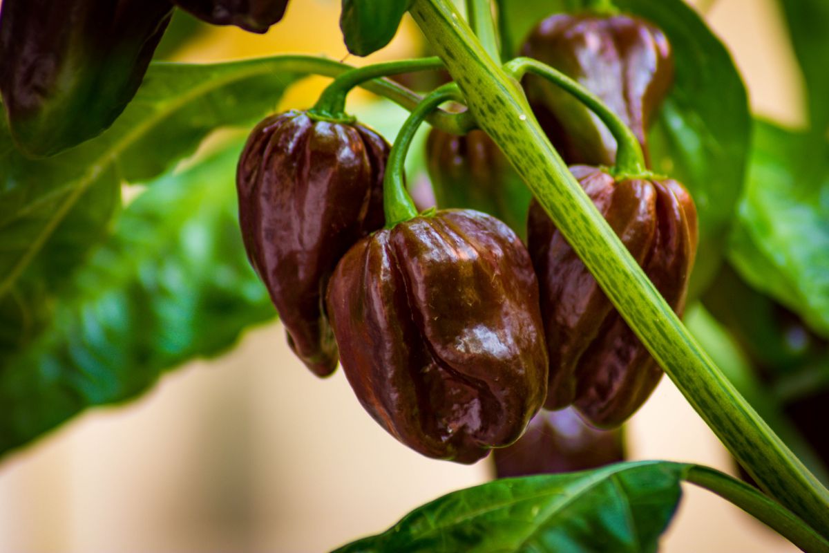 Chocolate habanero pepper, four times hotter than most habaneros