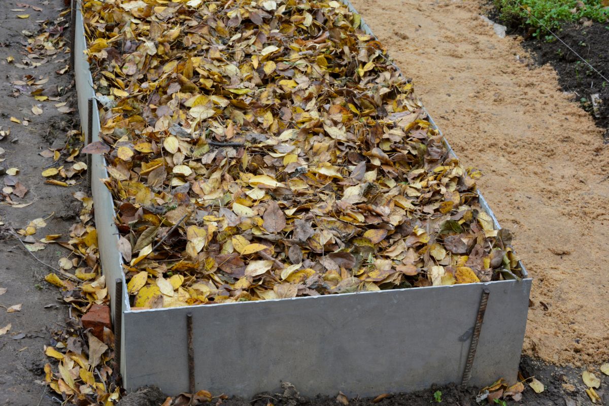 A raised garden bed in the fall with leaf mulch to protect overwintering bulbs