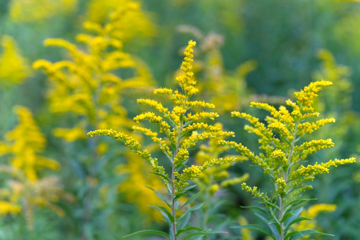 Goldenrod blooms in the fall. A great plant for yellow plant dye