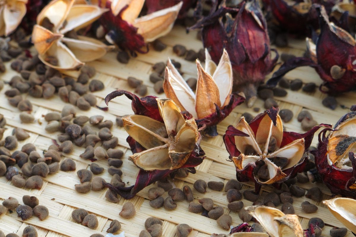 Hibiscus seed pods.