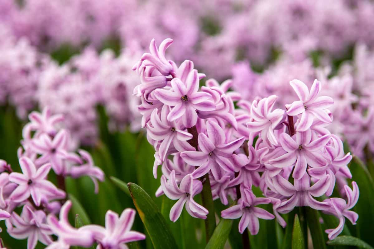 Purple stripe hyacinth flower