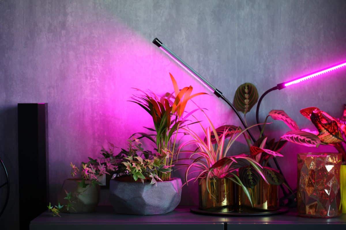 House plants benefiting from additional plant light indoors