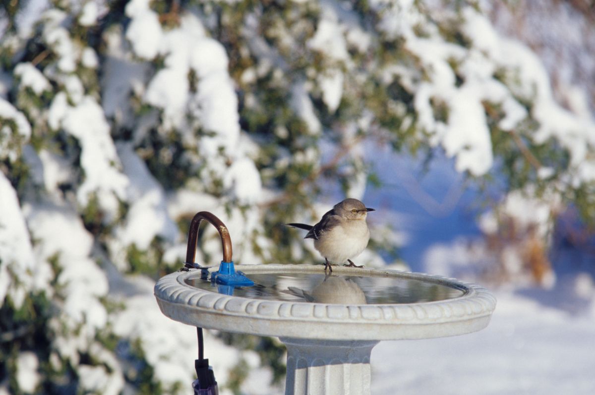 A bird patronizing an open heated bird bath waterer