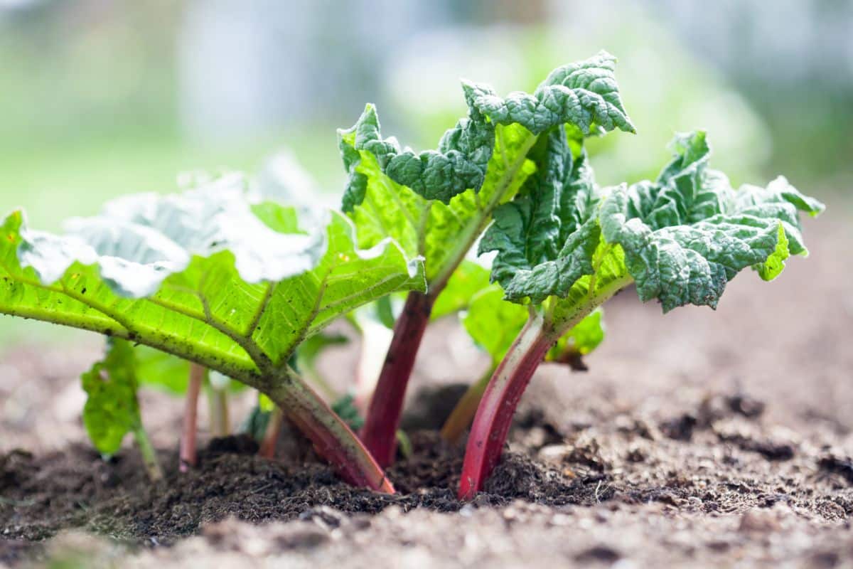 New stalks of rhubarb growing in the spring