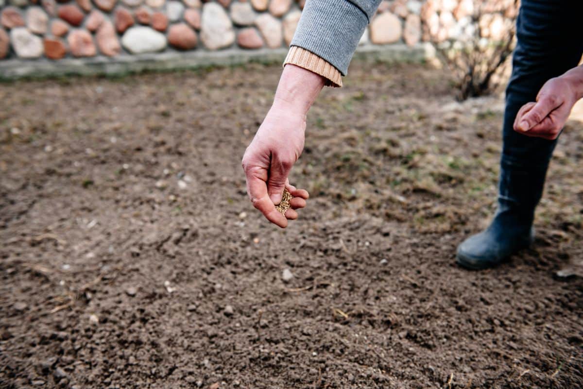 A homeowner spreads clover seed on freshly tilled soil, free of growing grass