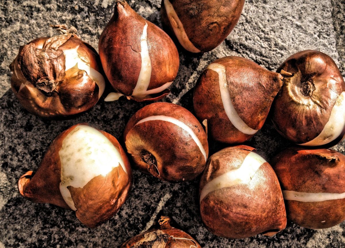 Flower bulbs laying on their sides on soil