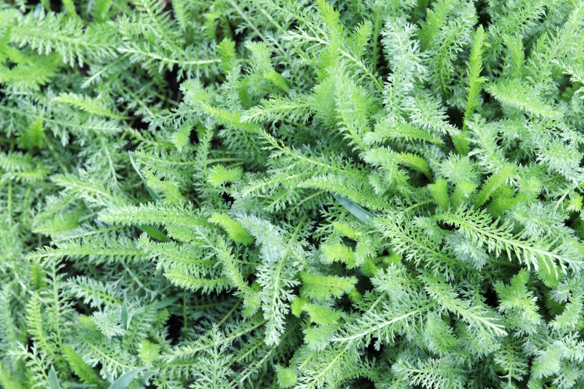 Closeup of delicate fern-like yarrow leaves