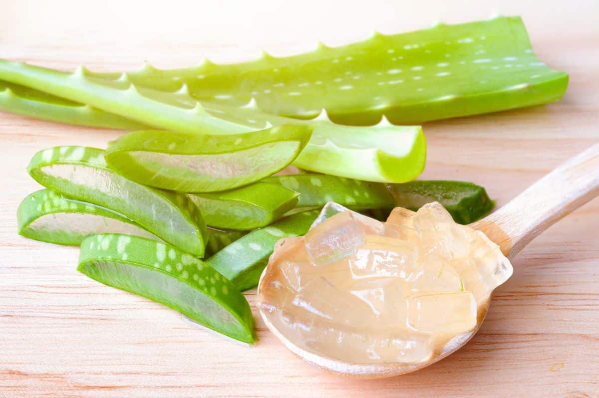 Aloe leaves are used commonly for burns but are also edible