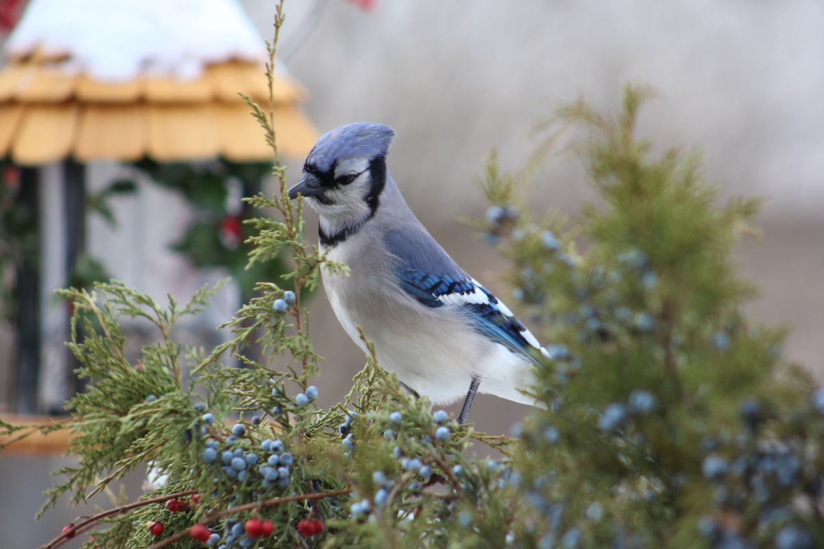 A blue jay sitting in a juniper bush covered in blue berries