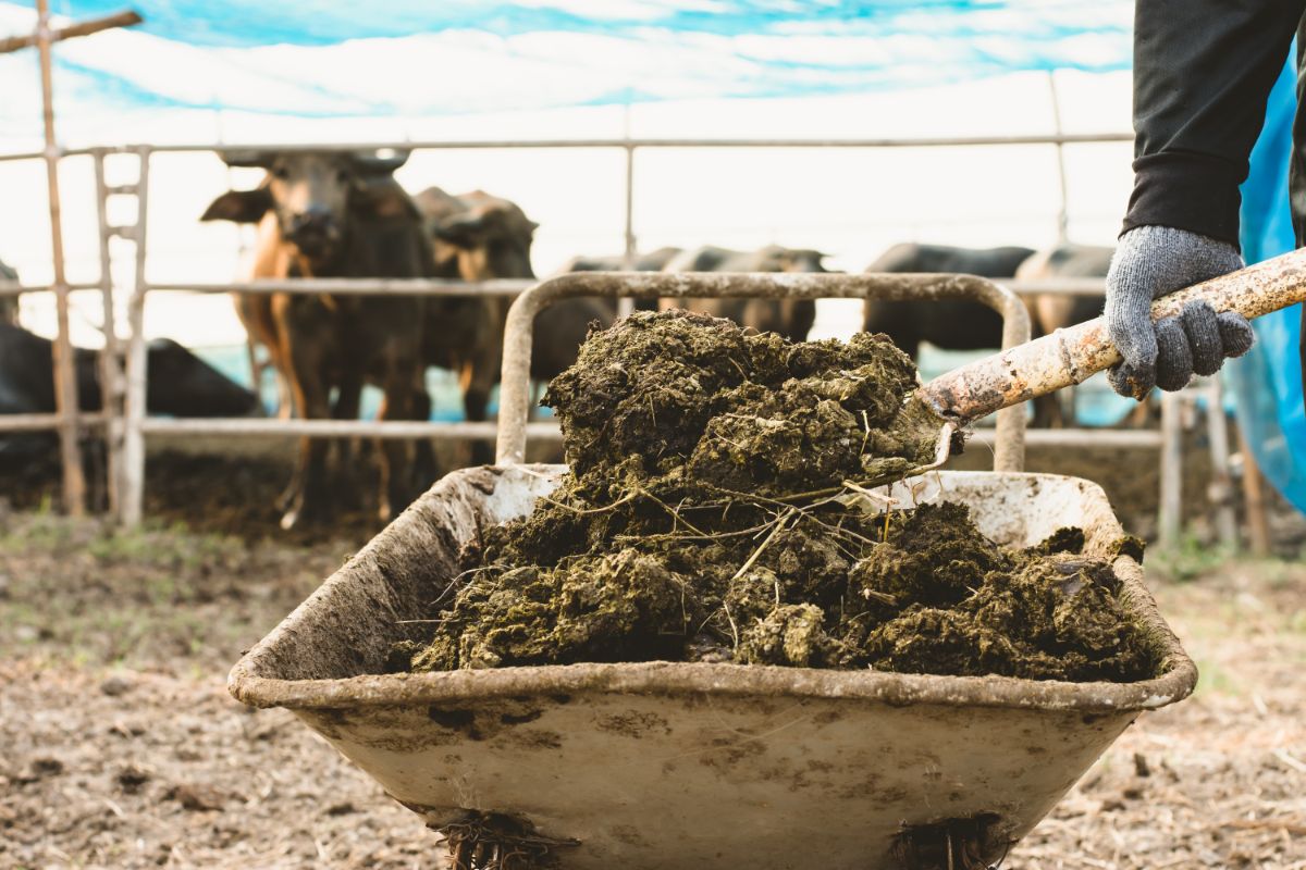 A wheelbarrow full of cow manure, a hot manure, ready to spread on a dormant fall garden bed