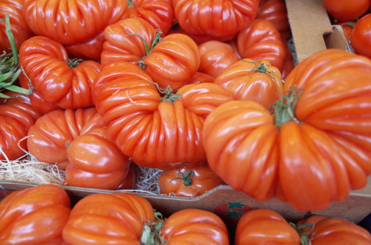 Large, ribby, meaty Costoluto Genovese tomatoes good for canning