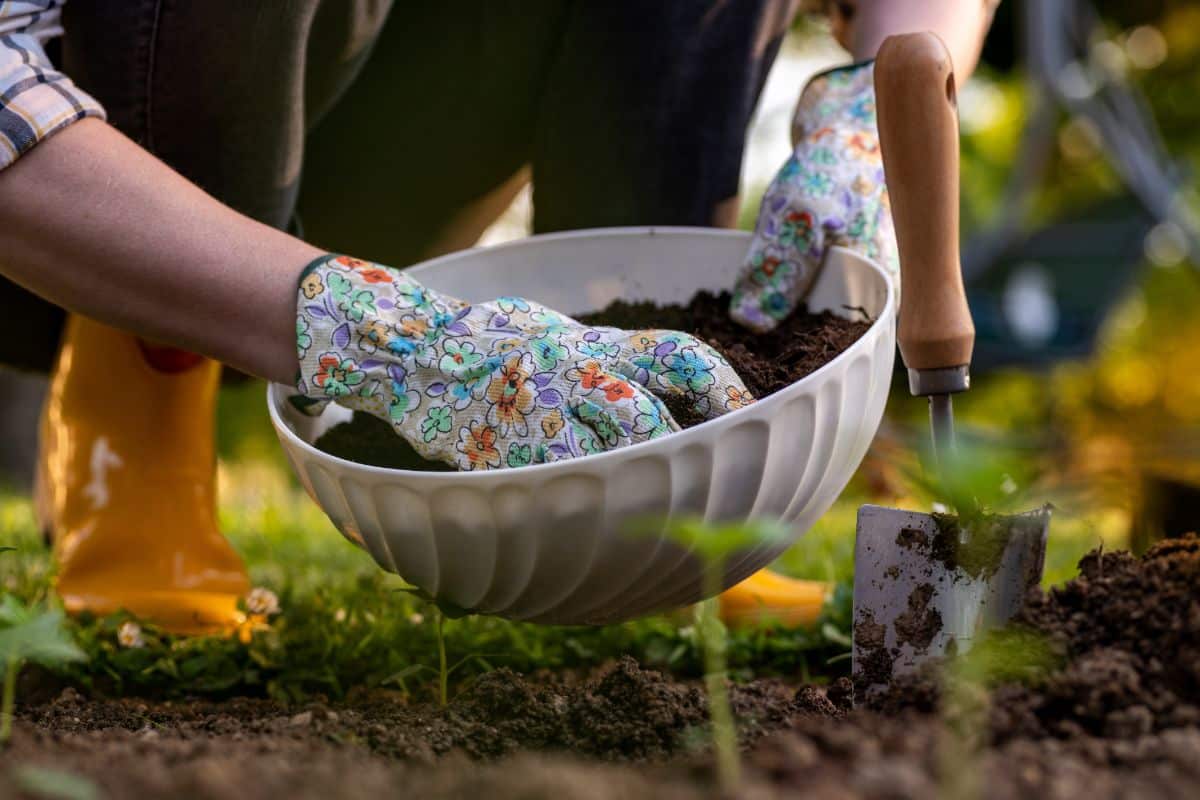 Gardener amending soil before planting a bulb