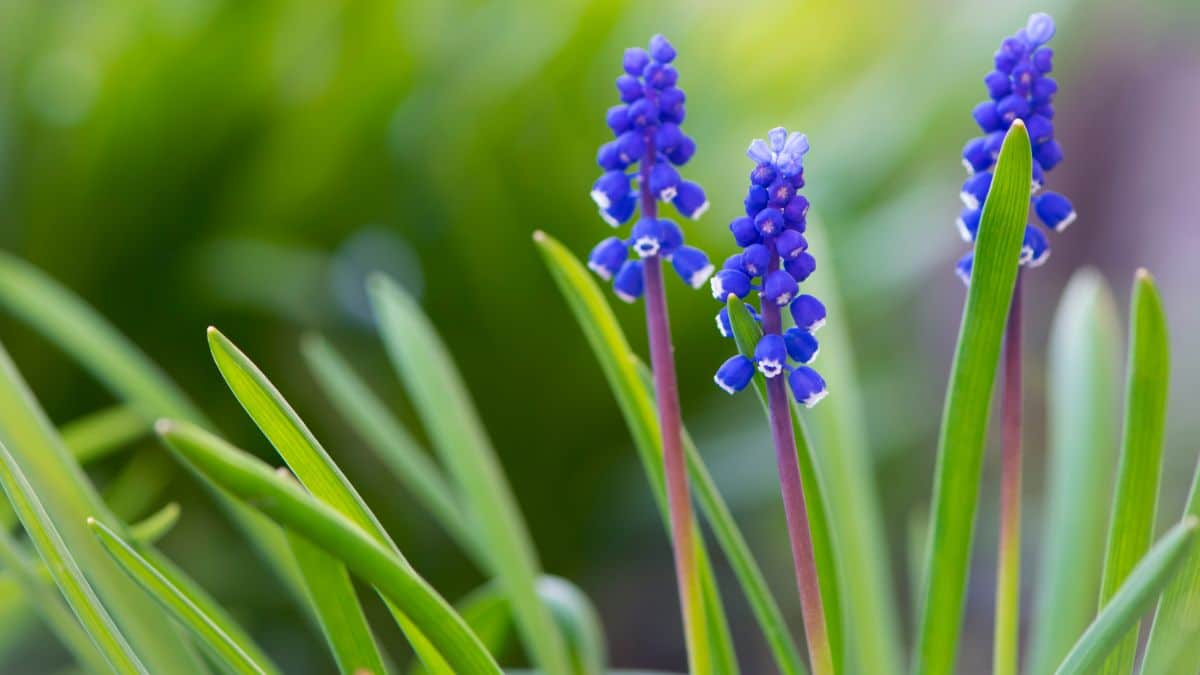 Small grape hyacinth aka muscari