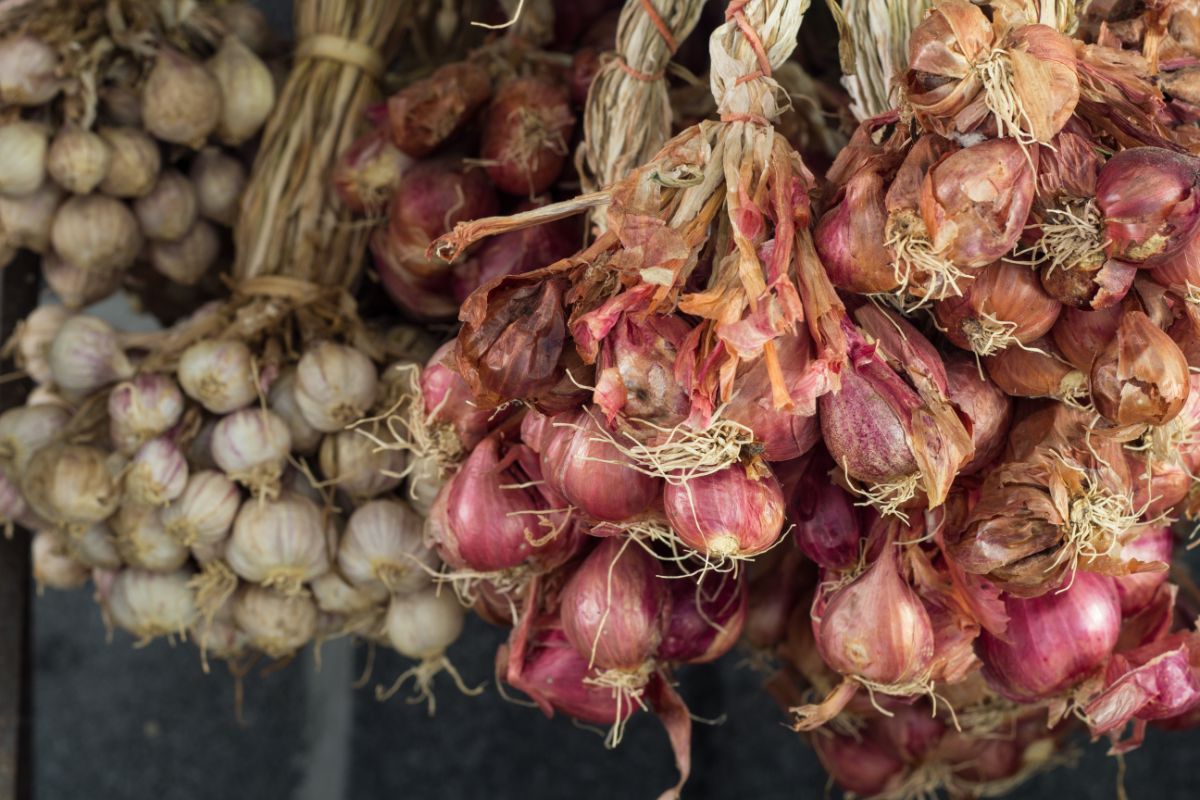 Shallots and garlic hanging to cure in a shed