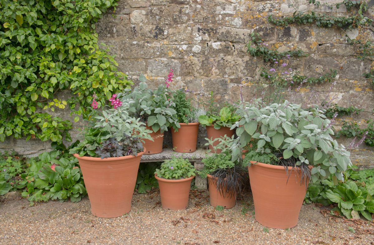 Sage growing in pots mixed with other container garden plants