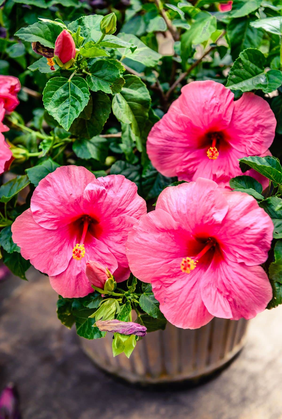 Pink hibiscus growing in a flower pot.