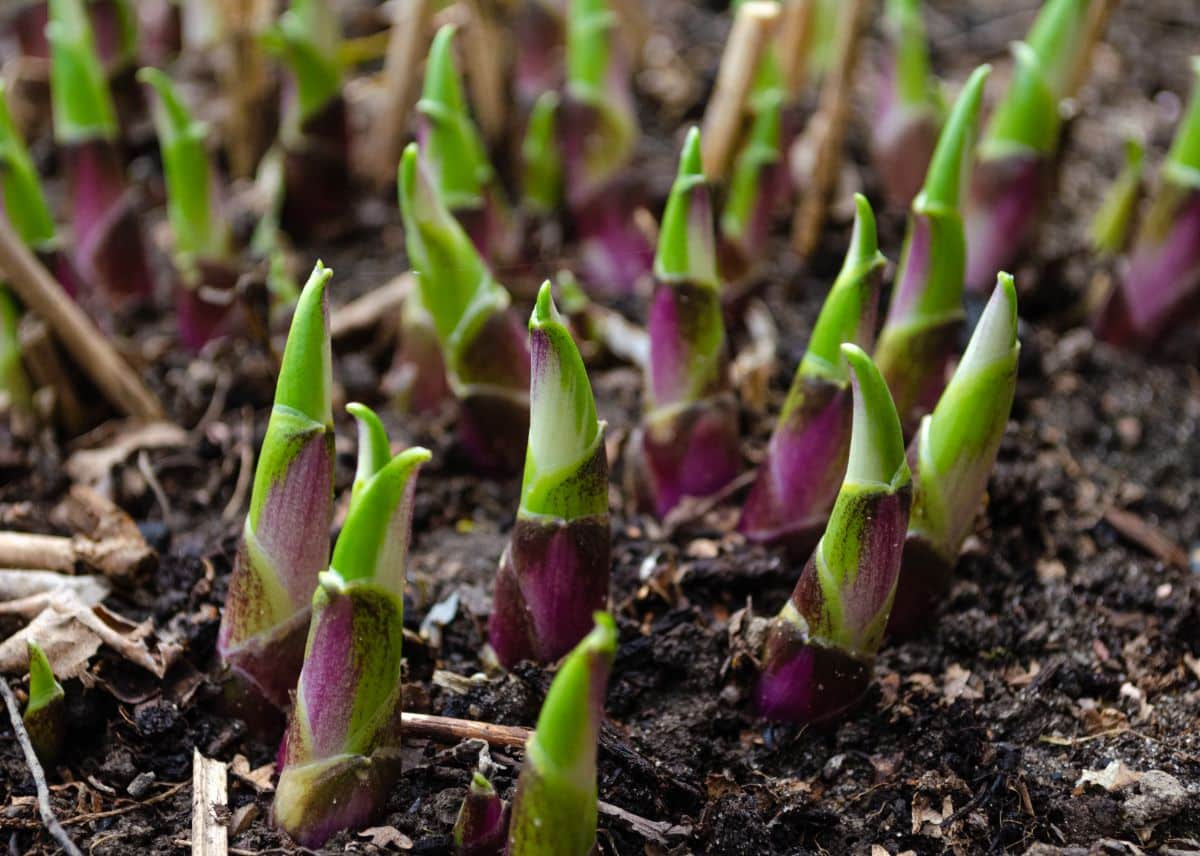 Hostas as young shoots in the spring. This is an easy time to divide hostas