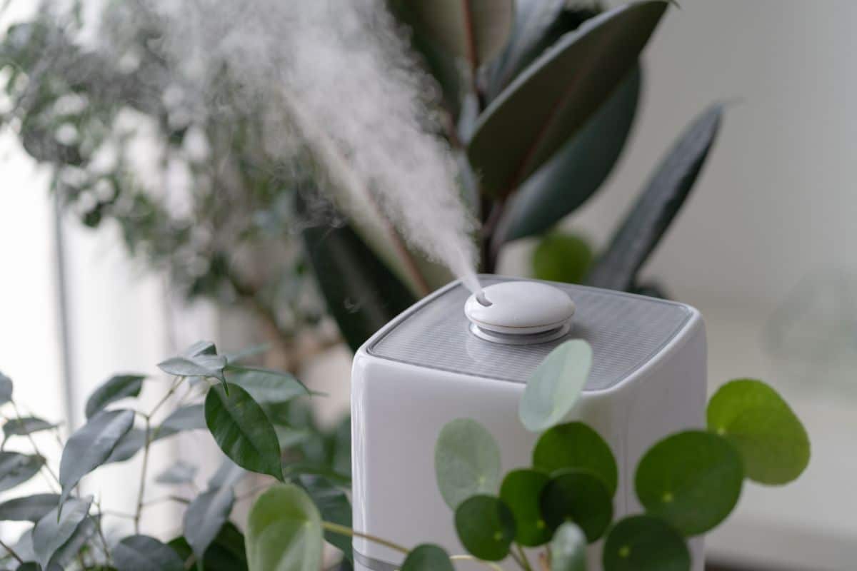 An indoor humidifier providing supplemental humidity for house plants