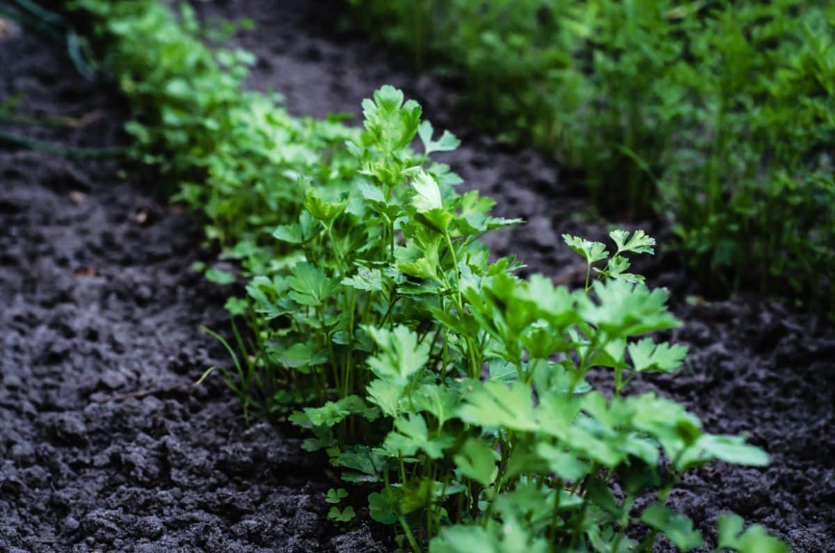 Parsley planted with tomatoes helps to deter insect pests