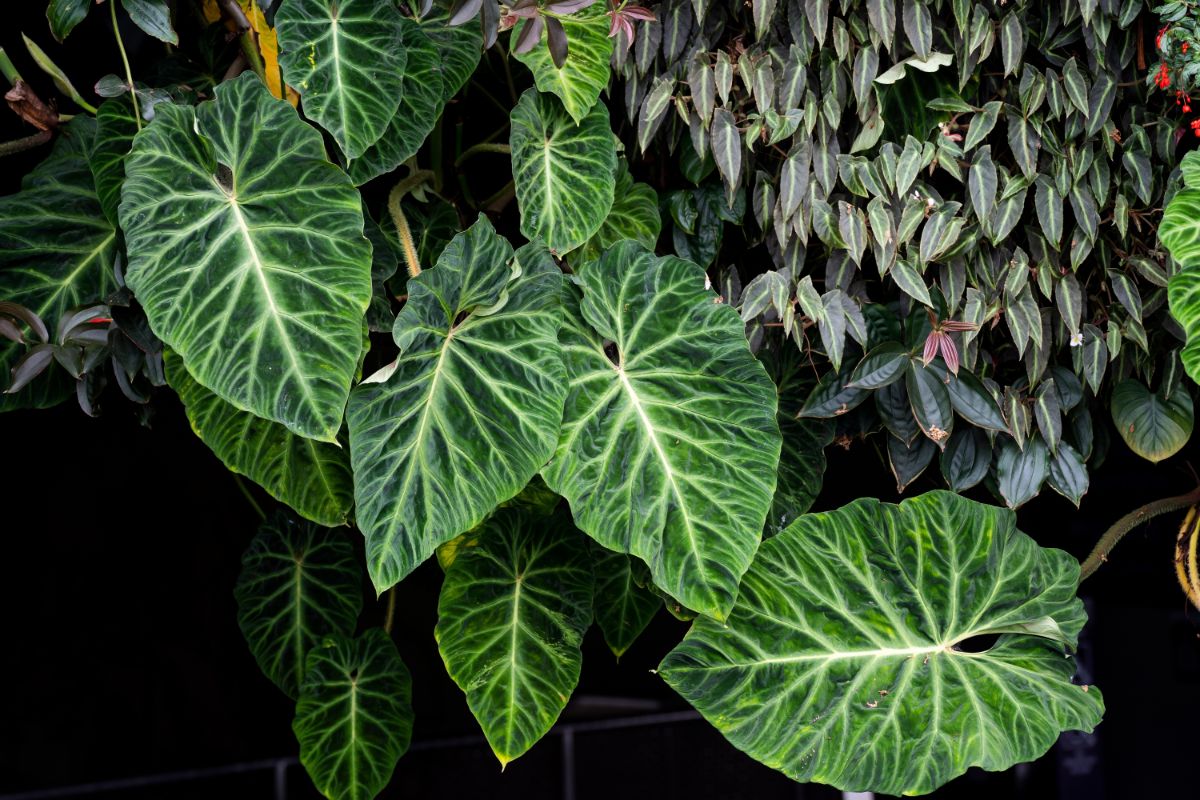 Beautiful, full, thriving philodendron plants