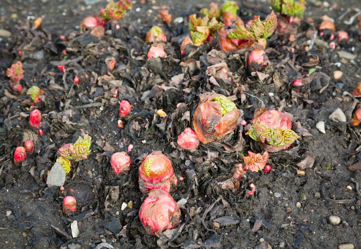 Pink colored rhubarb stalks just breaking the soil's surface