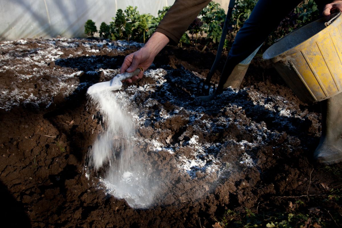 A homeowner applies soil amendments before planting a clover lawn