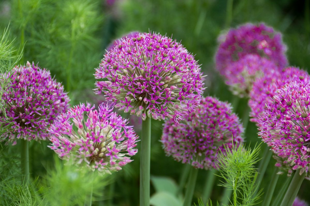 Large purple globe allium flowers