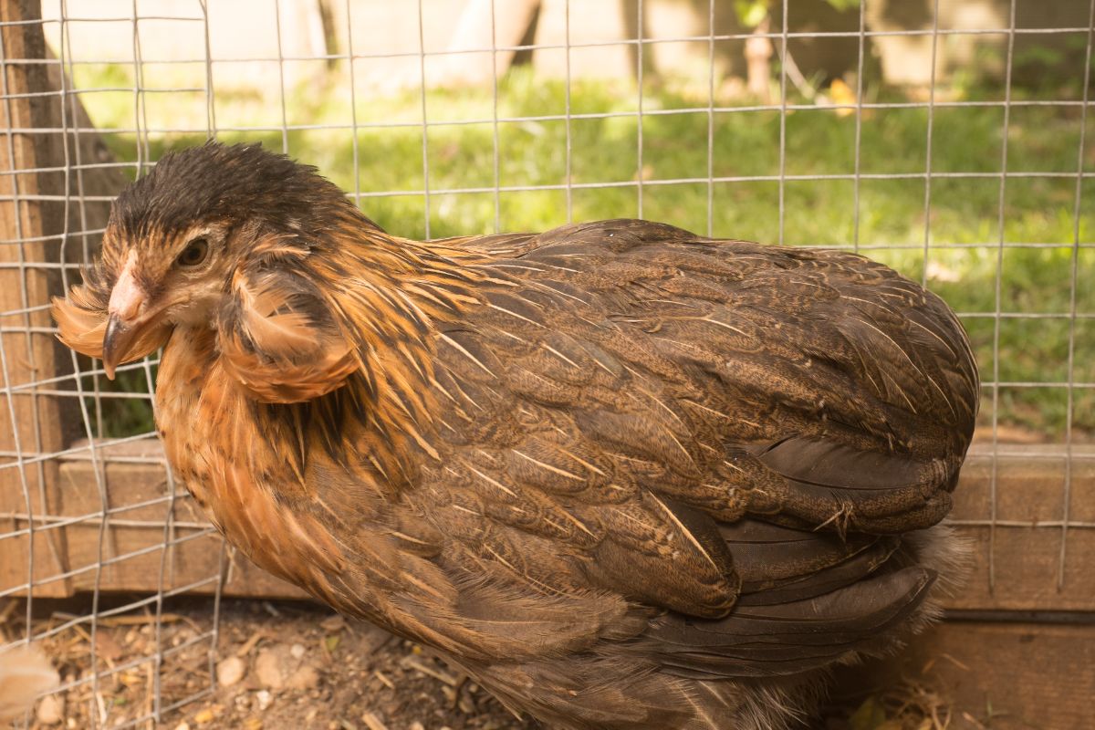 A feathery-faced Araucana chicken 