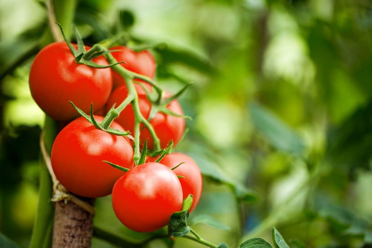 Uniformly round Bonny Best tomatoes, good canners for cool climates