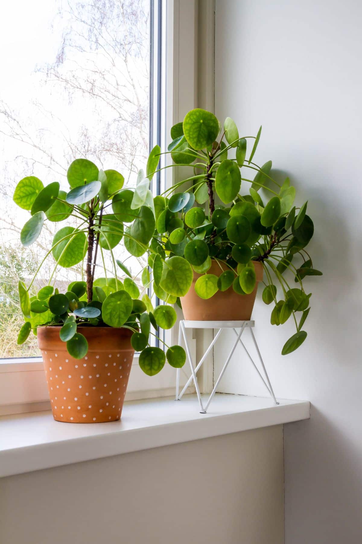Two healthy, strong money plants in a window