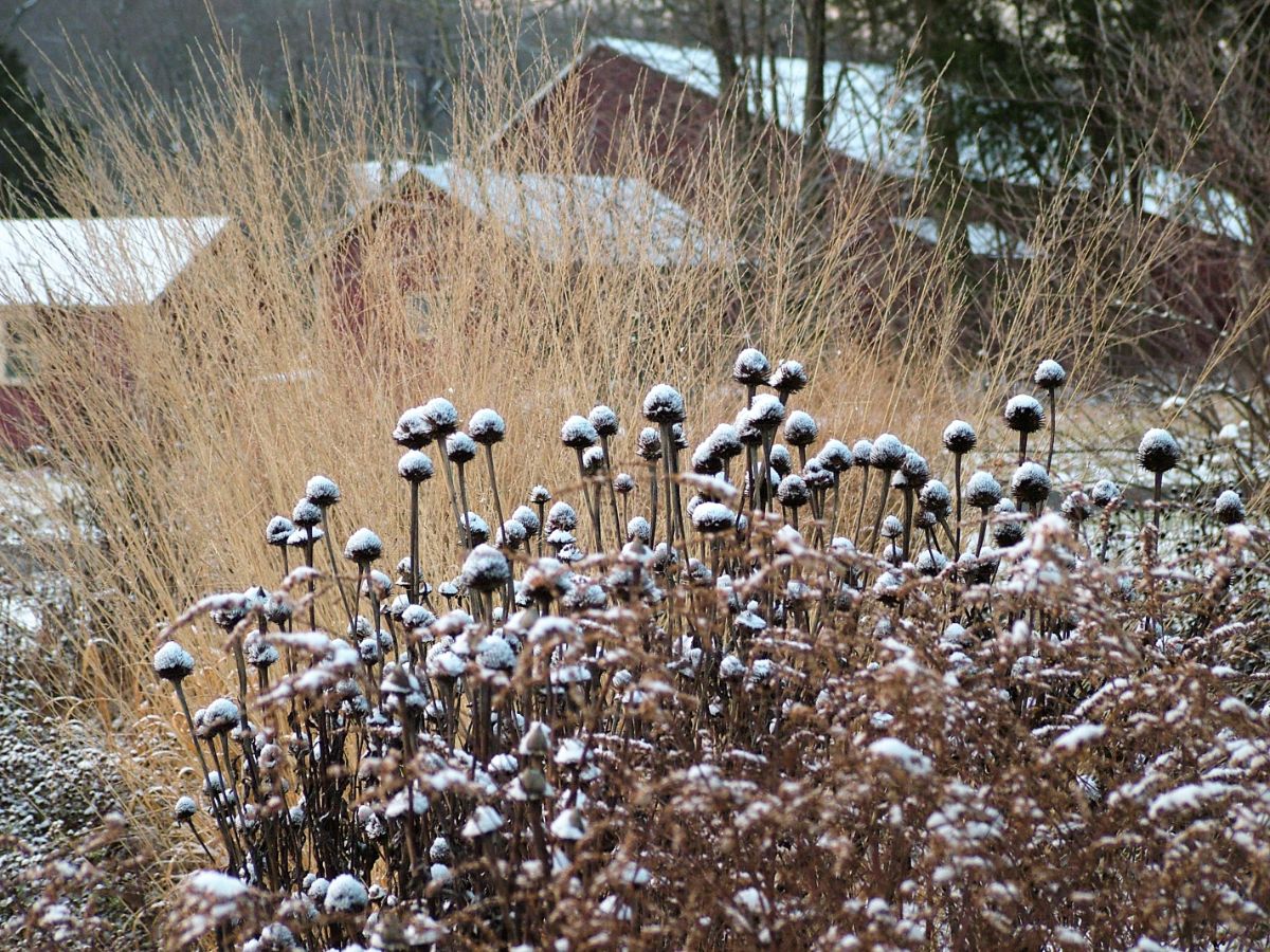 Flower seed heads covered in snow left as food for birds