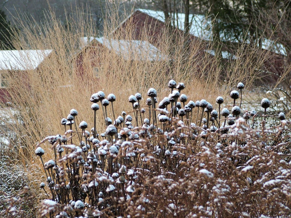 How To Make Your Garden A Safe Haven For Robins This Winter