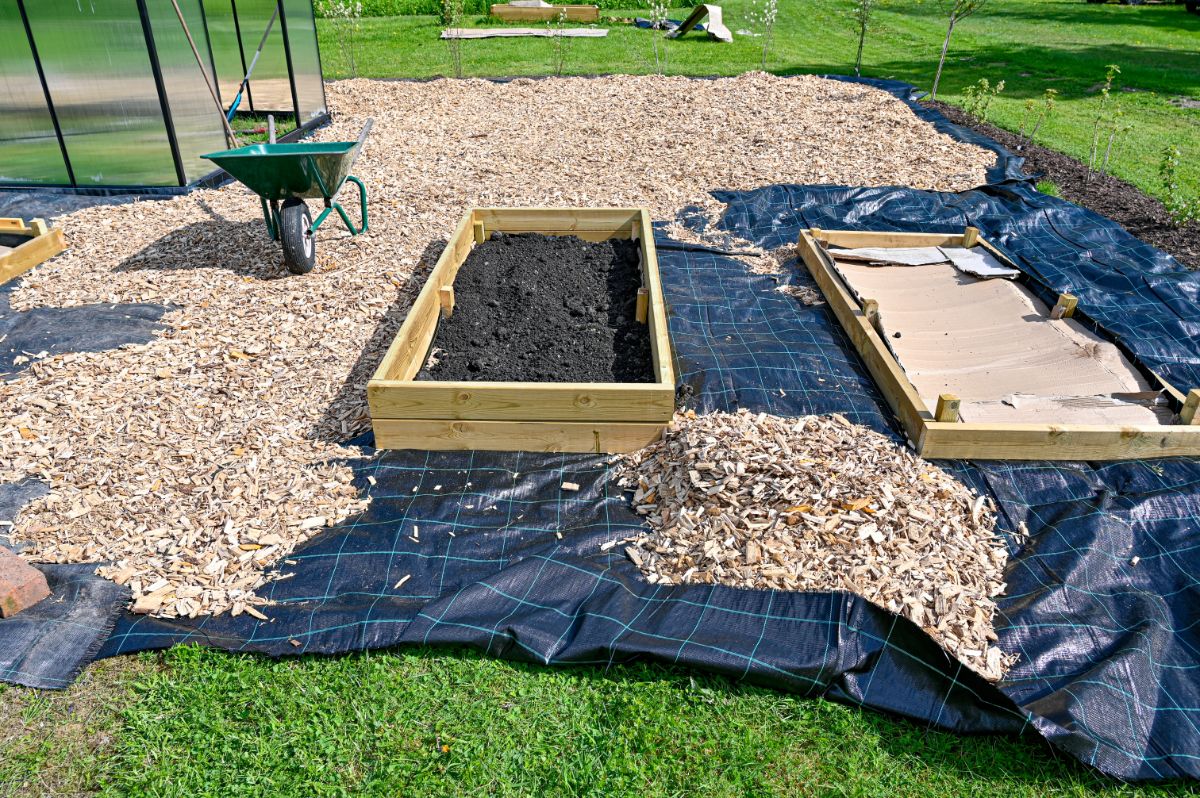New no-till garden beds being laid out in the fall for future spring planting