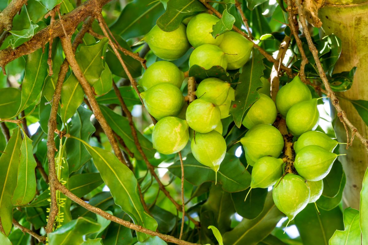Macadamia nuts grow on a macadamia tree in a tropical zone