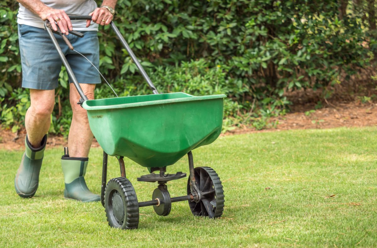 A man uses a broadcast spreader to overseed his lawn with clover seed
