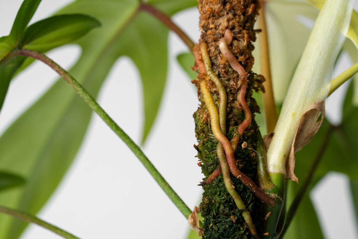 Philodendron aerial roots attaching to a moss pole.