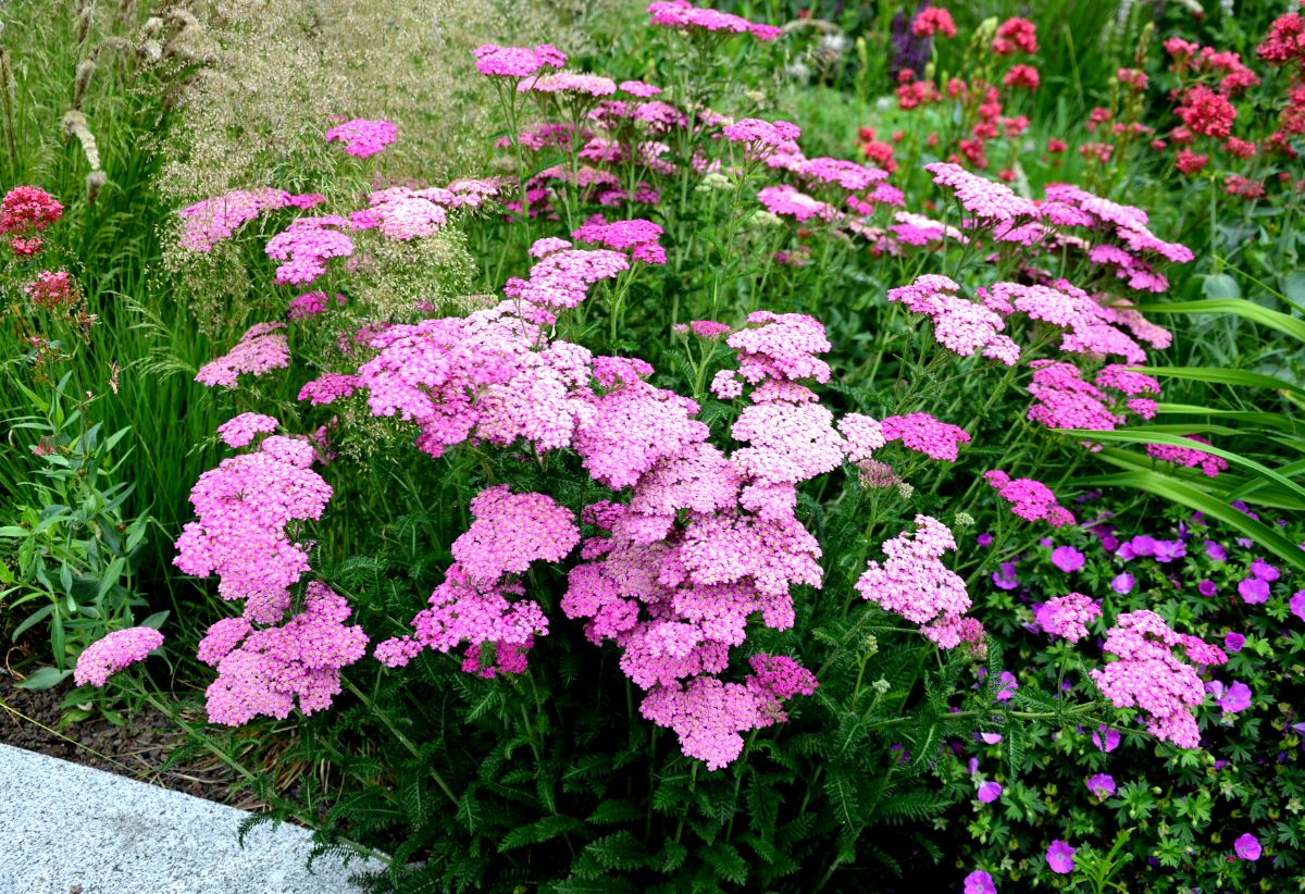 Yarrow growing in a gravelly flower bed
