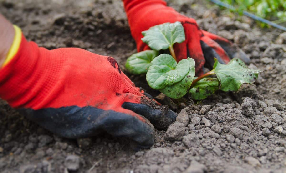 A gardener planting a rhubarb plant that was started from seed