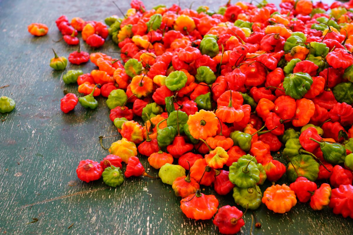 Scotch bonnets are a pie shaped hot pepper similar to habaneros