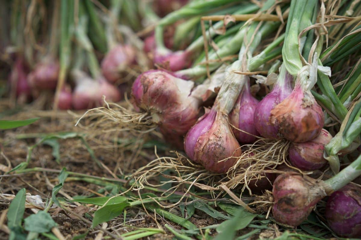 Freshly dug shallots in the garden being harvested in fall