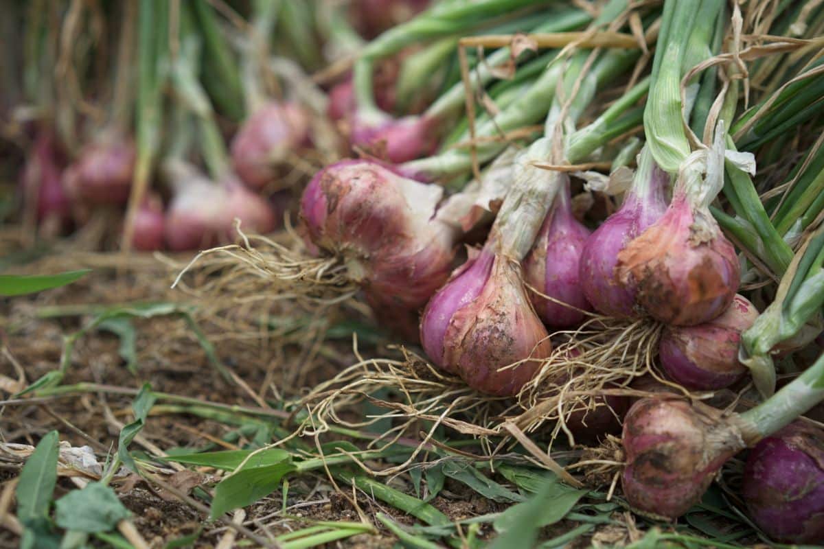 Growing Shallots in the Southern Plains - FineGardening