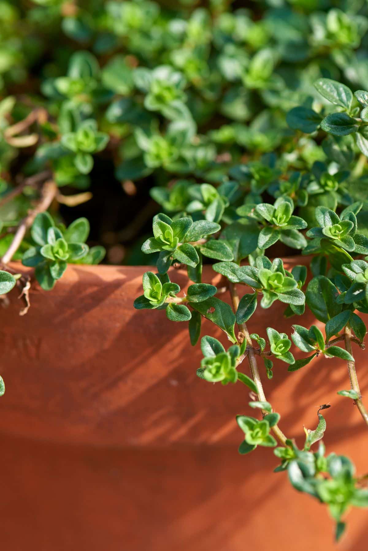 A thyme plant overgrows the edge of a container garden