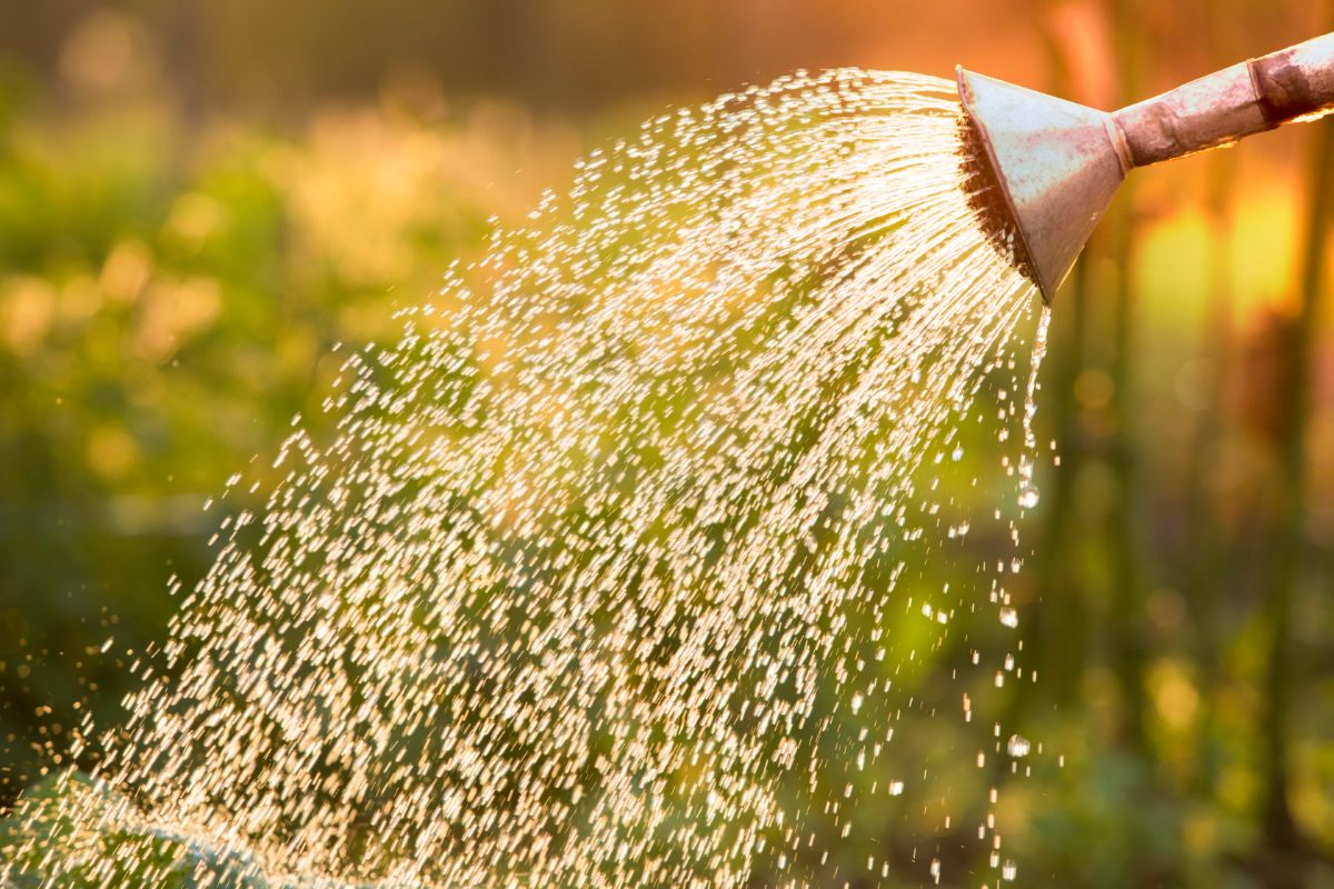 Water falling from a watering can onto newly planted flower bulbs