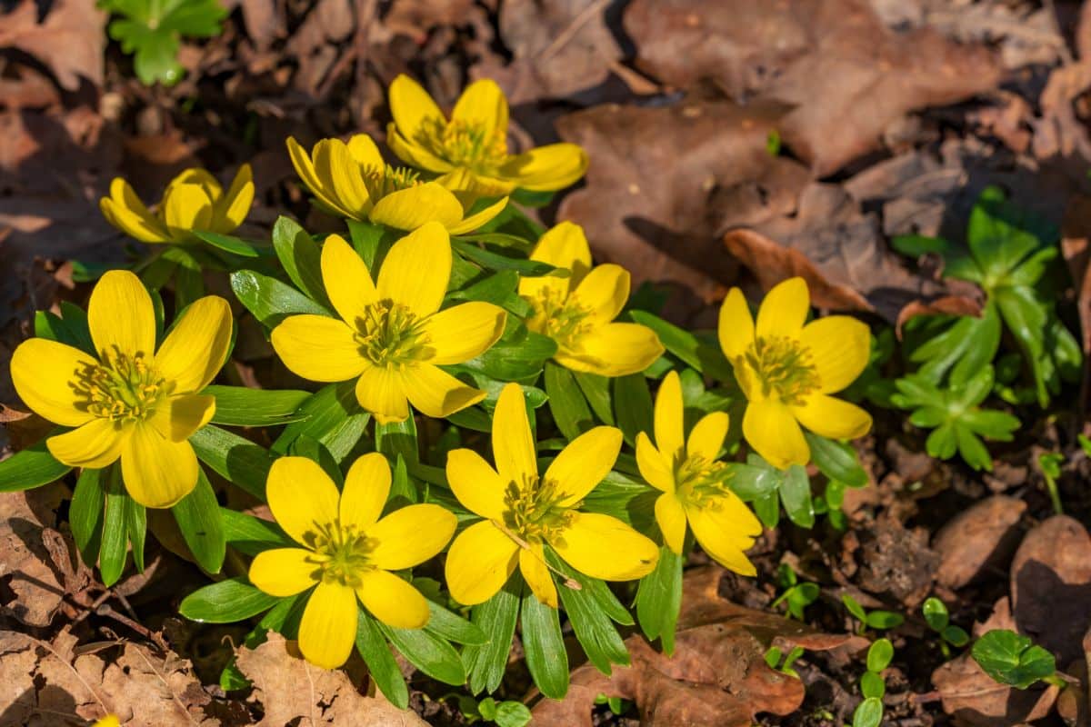 Yellow-flowered winter aconite plant