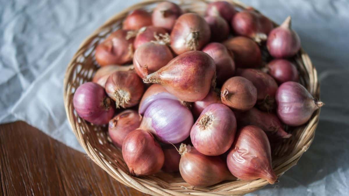 Shallots are easy to grow from bulb sets in fall or in spring