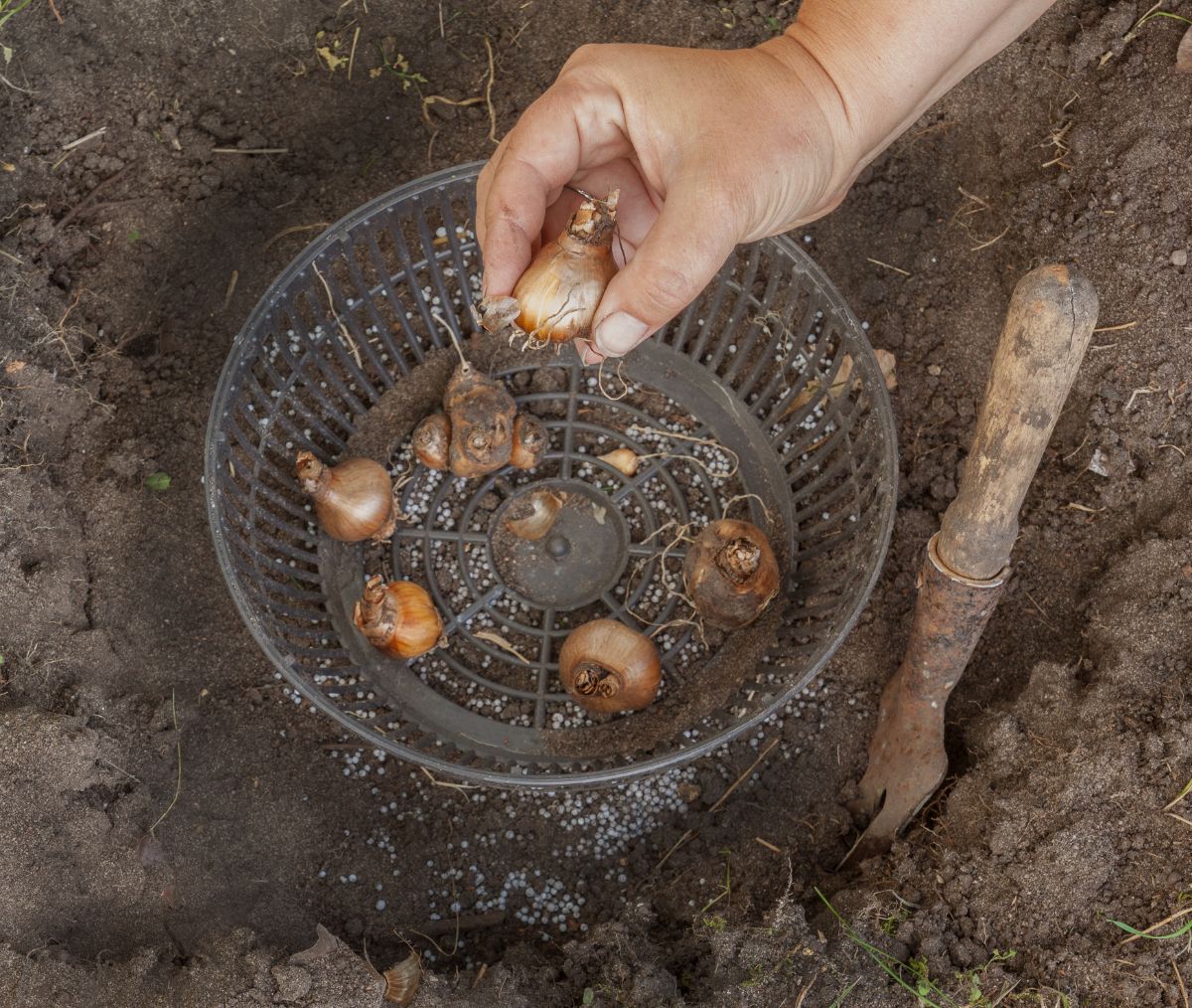 A bulb basket is used to protect saffron corms from voles